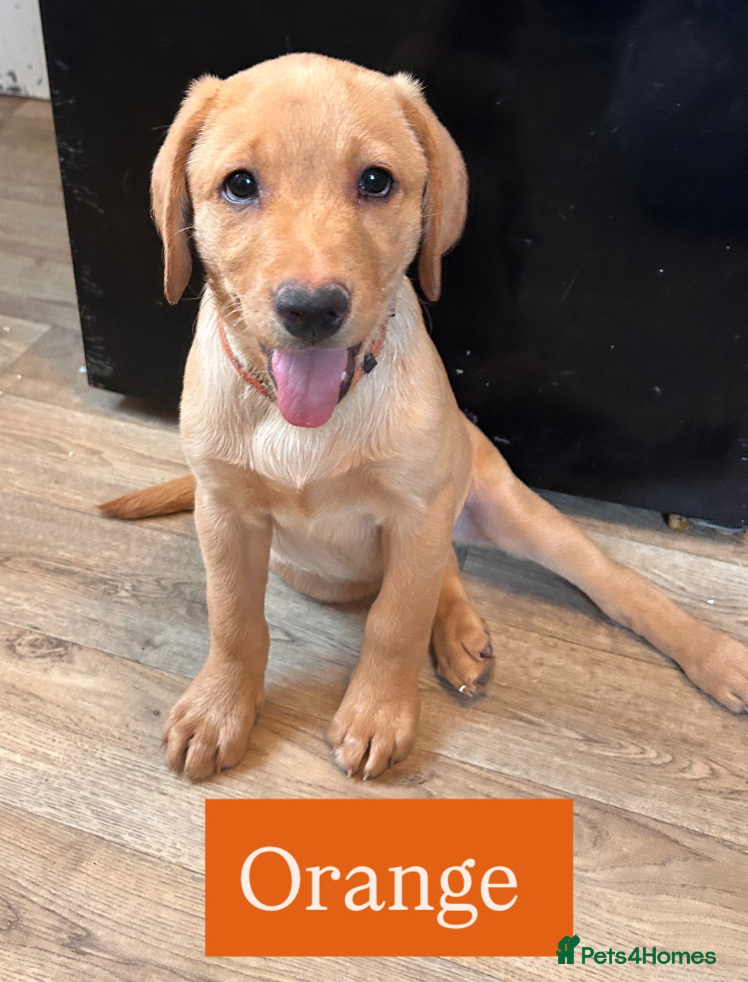 Labrador Retriever dogs for sale: Labrador puppies in Colne - Image 10
