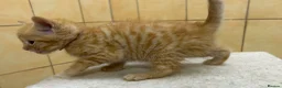 Mixed Breed cats for sale:  Gorgeous Tiger Pattern Mackerel Tabbies - Advert 12