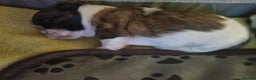 Shih Tzu dogs for sale: Shih tzu pups - Advert 3