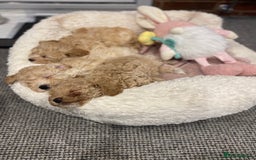 Toy Poodle dogs for stud: RED TOY POODLE KC REGISTERED PROVEN STUD in Derby - Image 27