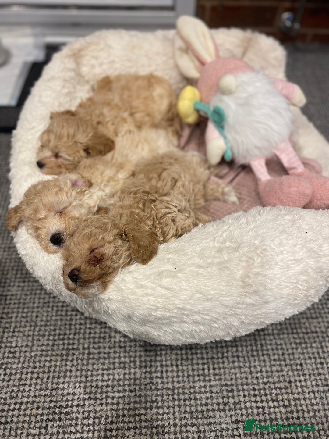 Toy Poodle dogs for stud: RED TOY POODLE KC REGISTERED PROVEN STUD in Derby - Image 27