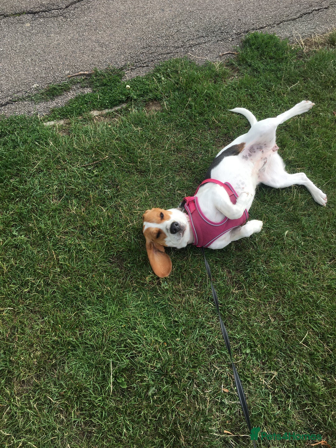 Beagle dogs for sale: Rehoming Roxy - Image 4