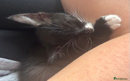 Mixed Breed cats for sale: 4 boy kittens left - Image 4