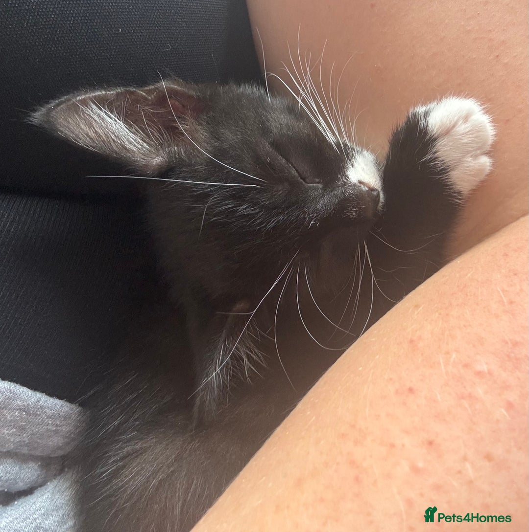 Mixed Breed cats for sale: 4 boy kittens left - Image 4