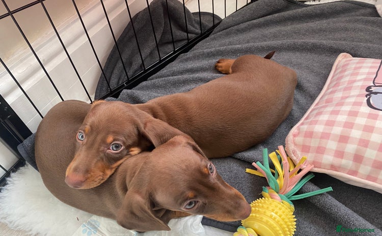 Miniature Dachshund dogs - Advert 1