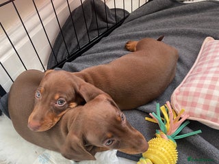 Miniature Dachshund dogs - Advert 8