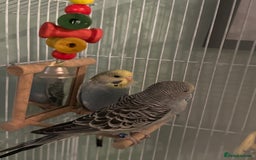 Budgerigars birds for sale: Budgie for sale  - Image 1