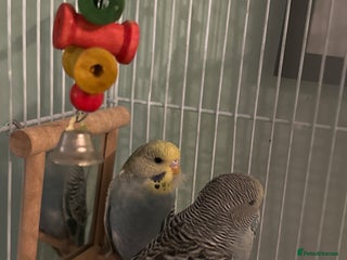 Budgerigars birds - Advert 4