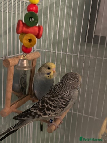 Budgerigars birds - Advert 1