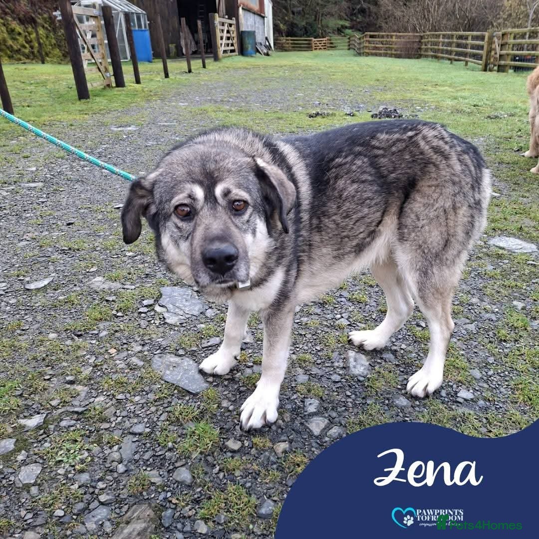 Mixed Breed dogs Meet Zena,currently residing in Carmarthenshire  in Carmarthen - Advert 1
