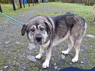Mixed Breed dogs Meet Zena,currently residing in Carmarthenshire in Carmarthen - Advert 1