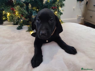 Labrador Retriever dogs Fully Health Tested Outstanding KC Reg Puppies - Advert 16