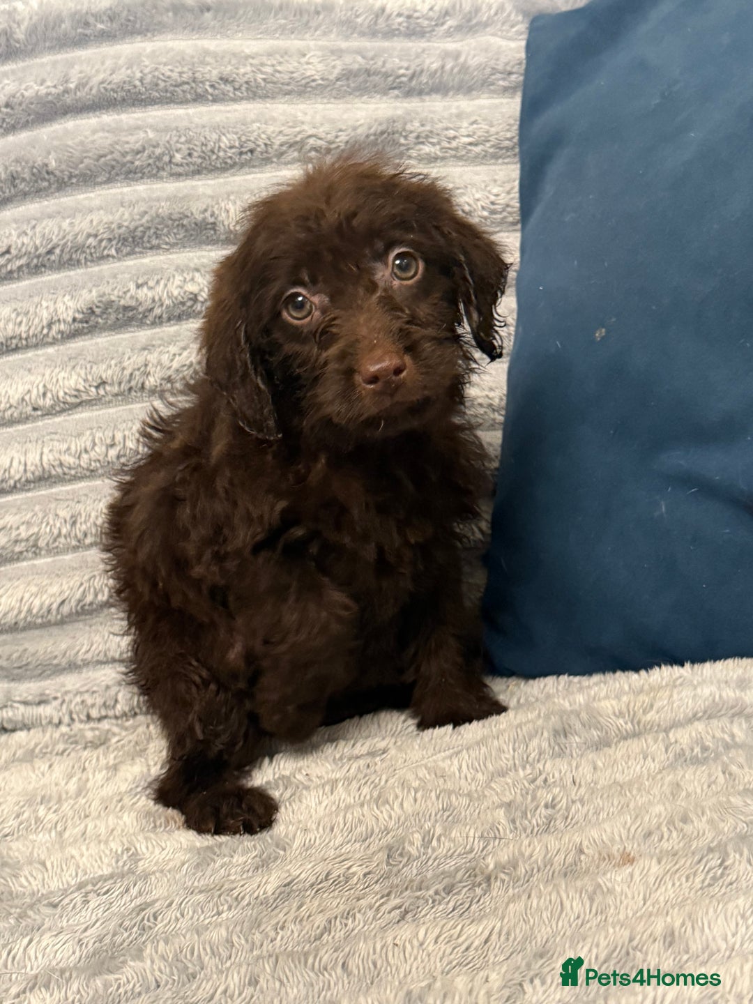 Labradoodle dogs for sale: F1 labradoodle pups  - Advert 14