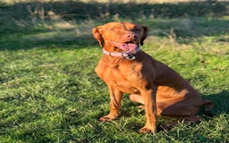 Hungarian Vizsla dogs for sale: Hungarian Vizsla Puppies - Outstanding Pedigree  - Advert 9