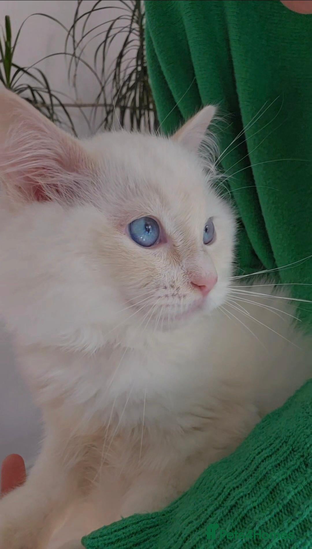 Ragdoll cats Gorgeous Flame Point Ragdoll Boy   - Advert 6