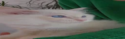 Ragdoll cats for sale: Flame Point Ragdoll Boy Last Available  - Advert 2