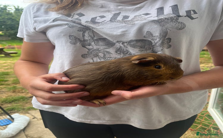 Guinea Pig rodents - Advert 2