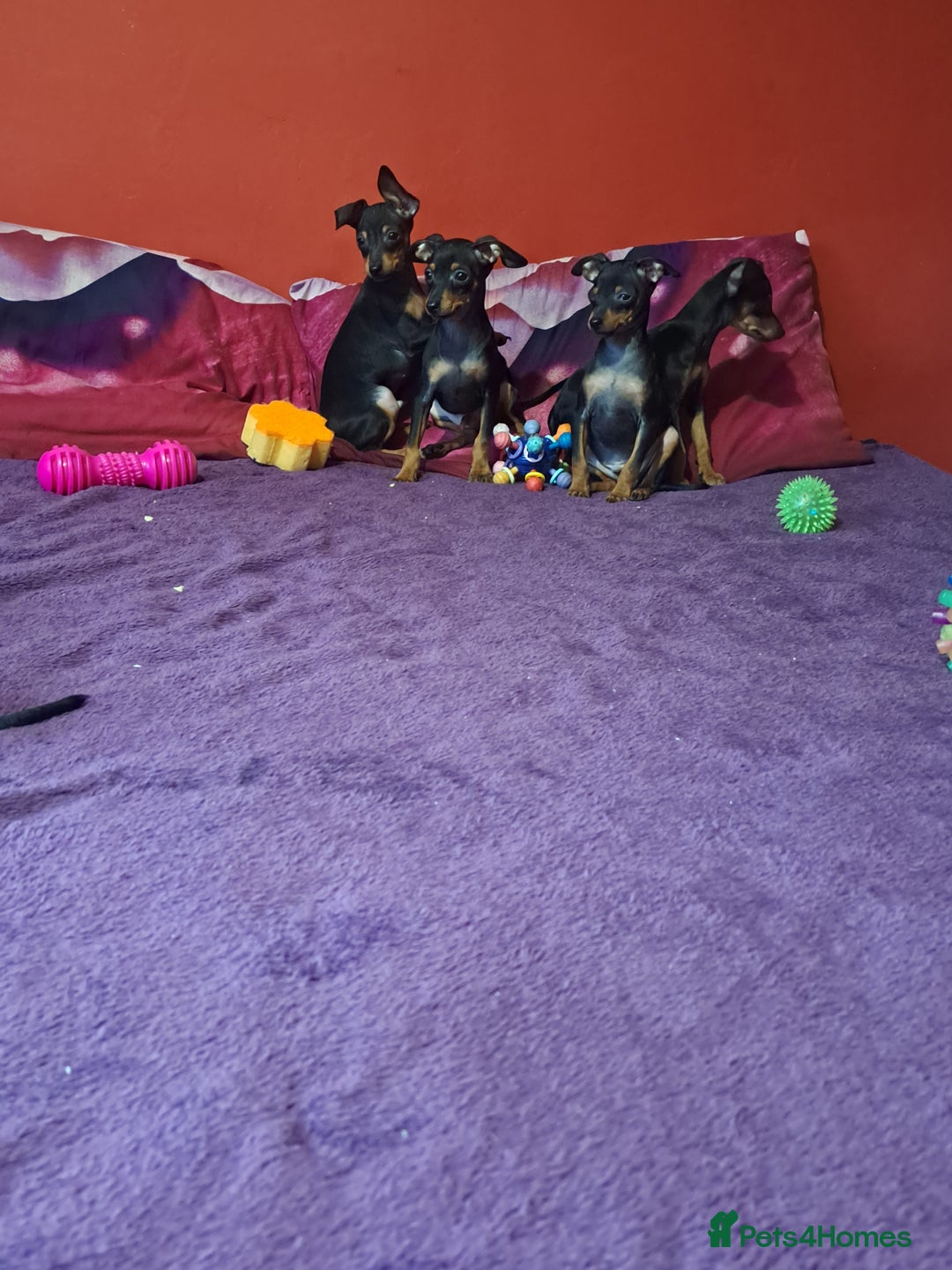 Miniature Pinscher dogs for sale: Miniature Pinscher Puppies 🐾   - Advert 13