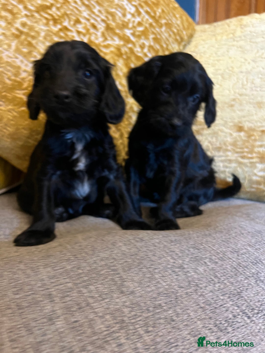 Cockapoo dogs for sale: F1 Cockapoo puppies boys - Image 7