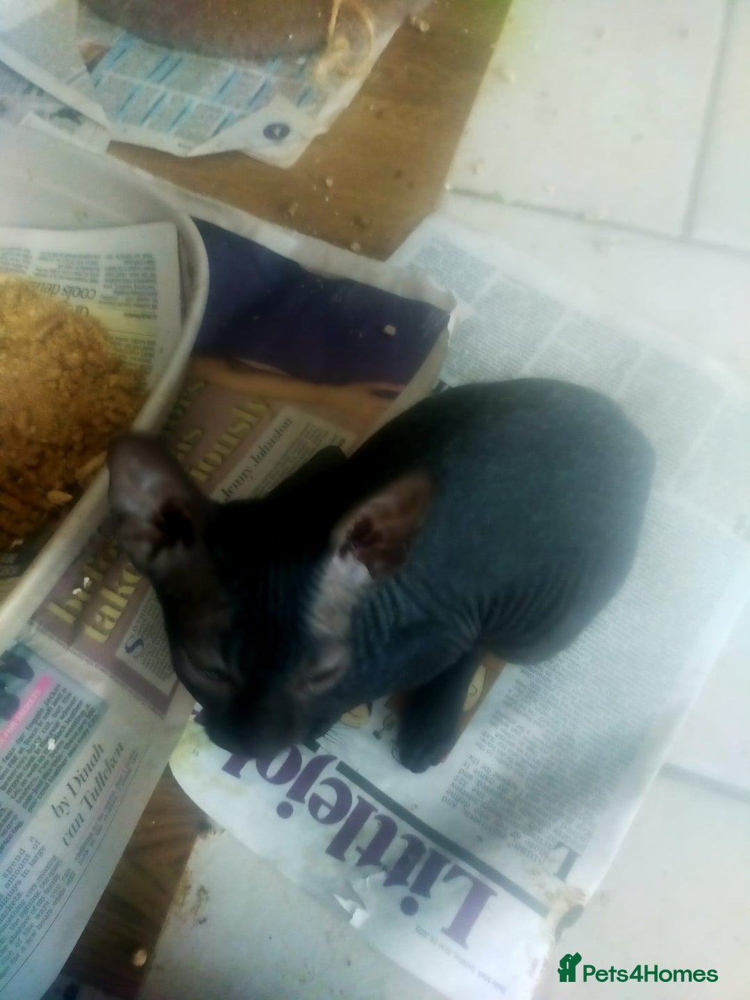 Sphynx cats for sale: FEMALE SPHYNX KITTENS  - Advert 7