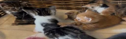Mixed Breed cats for sale: Kittens - Advert 19