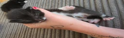 Mixed Breed cats for sale: Two beautiful black and white boy kittens - Advert 9