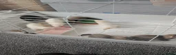 Ferret rodents for sale: Ferret kits for sale both jill and hobs 3 litters in Accrington - Advert 6