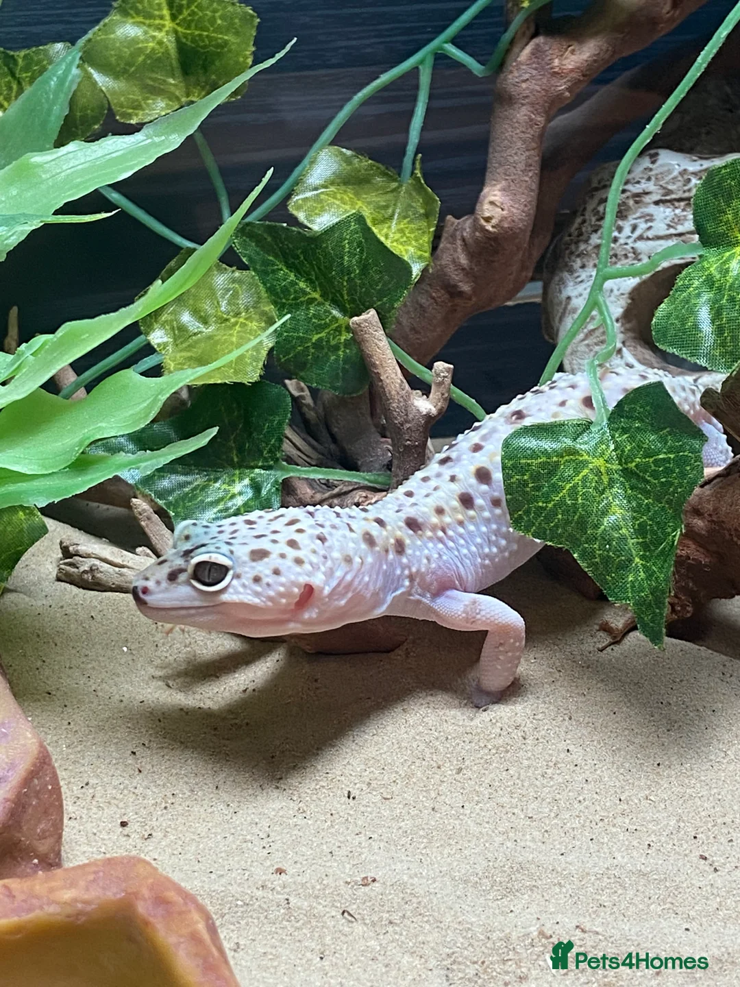 Leopard Gecko reptiles for sale: Super mac snow Leopard Gecko in Dorking - Advert 2