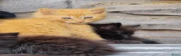 Mixed Breed cats for sale: Domestic longhair  in Bexleyheath - Advert 4