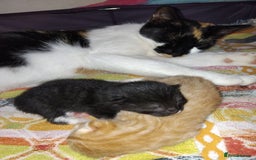 Mixed Breed cats for sale: Black & White female  - Image 5