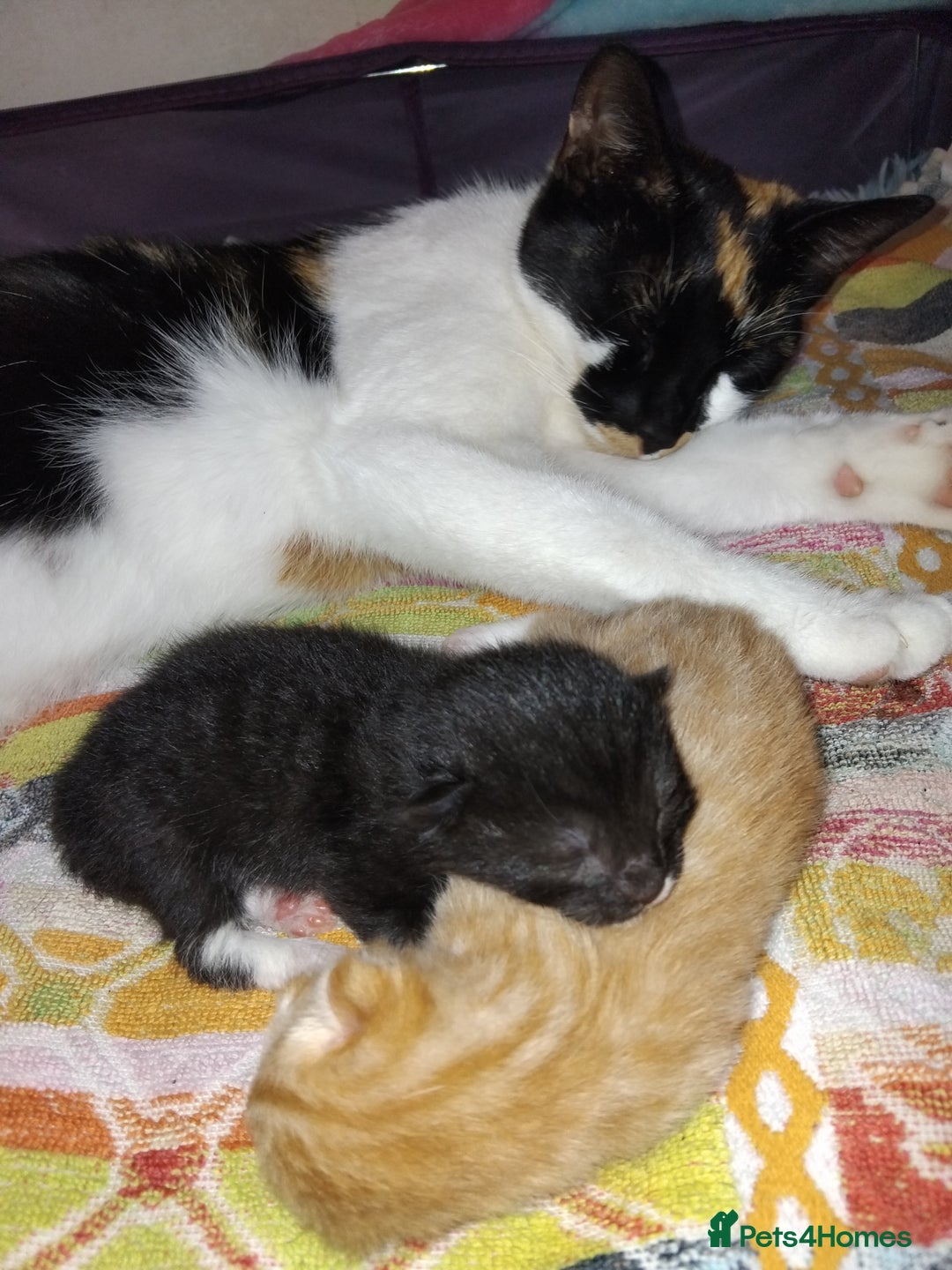 Mixed Breed cats for sale: Black & White female  - Image 5