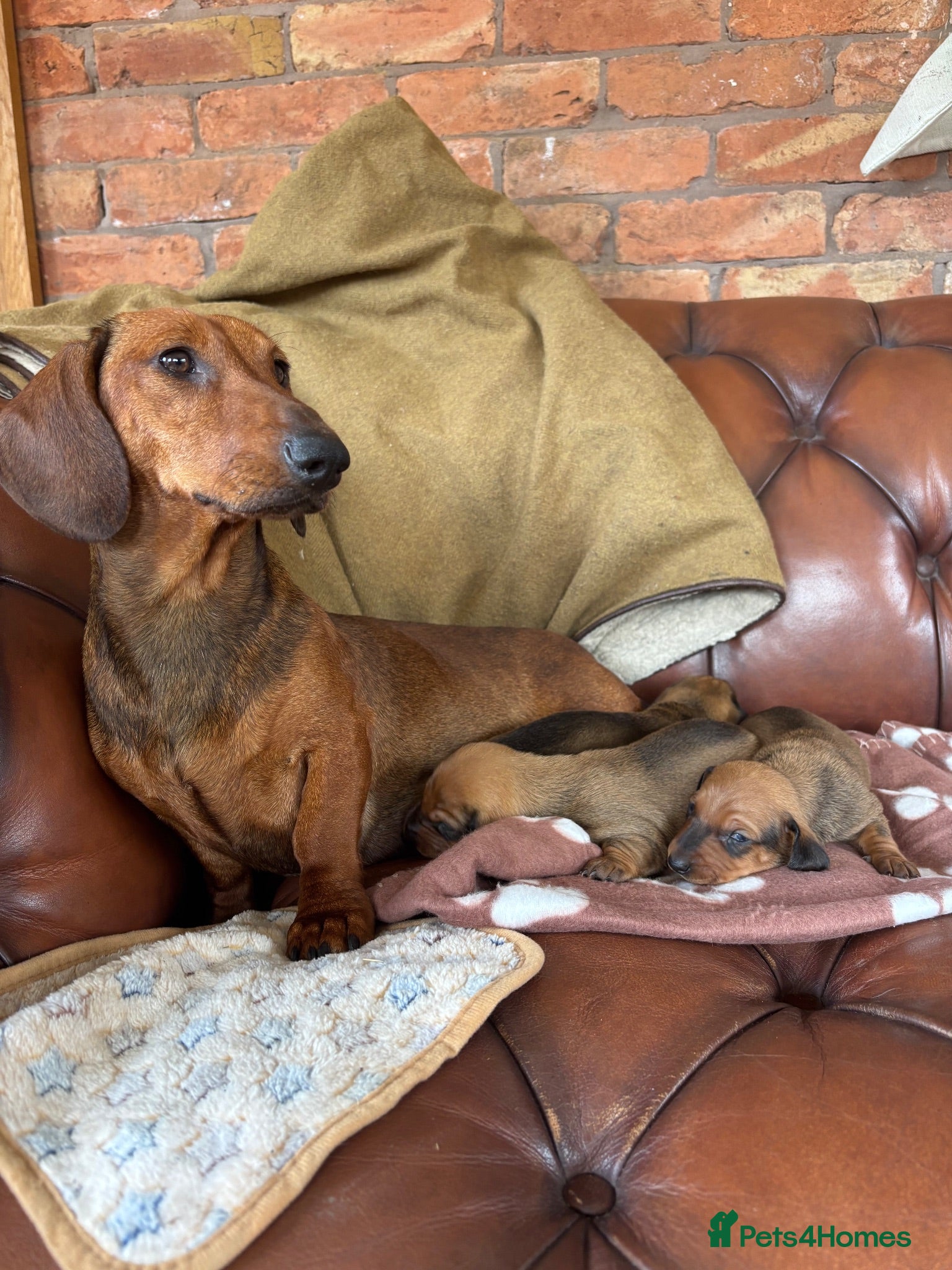 Dachshund dogs KC Registered Standard Dachshunds  - Advert 6