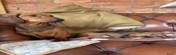 Dachshund dogs for sale: KC Registered Standard Dachshunds  - Advert 6