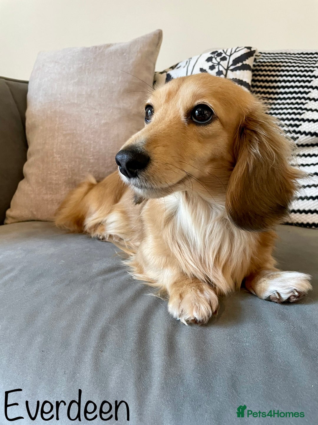 Miniature Dachshund dogs for sale: Exceptional Show Quality KC Miniature Dachshunds! - Image 13