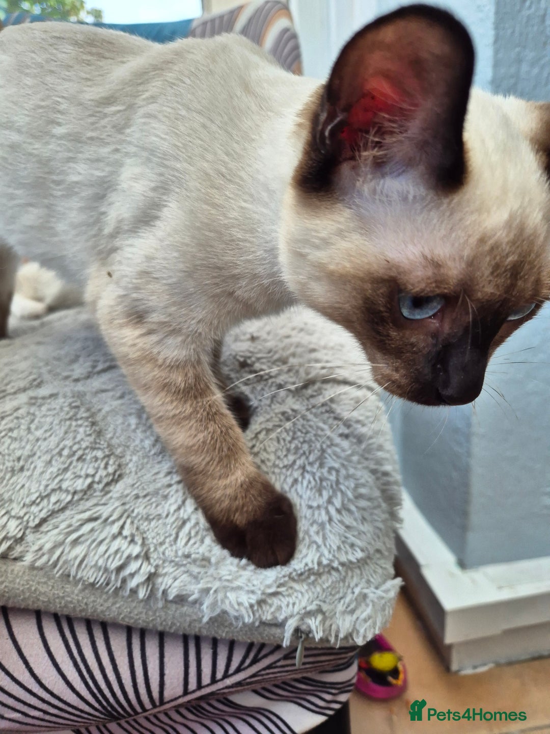 Snowshoe cats for sale:  pedigree Tica reg  snowshoes  READY NOW - Image 15