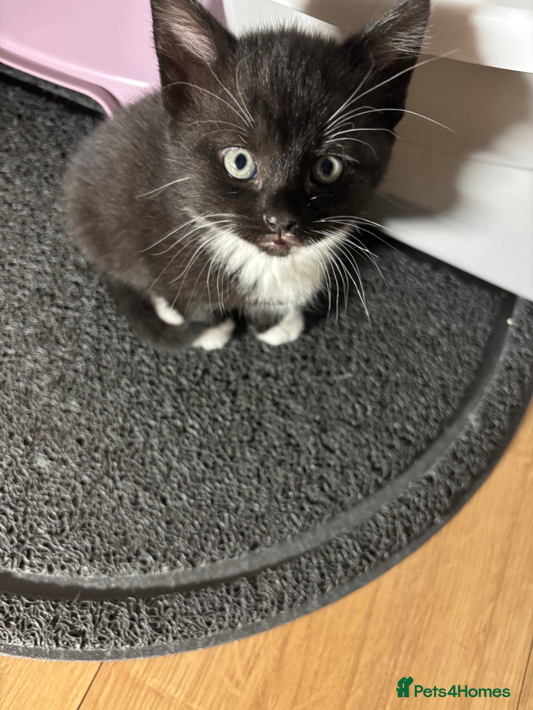 European cats for sale: Kitten  - Image 18