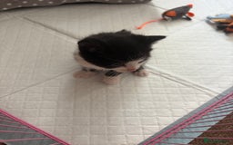 Domestic Shorthair cats for sale: Two kittens  - Image 8