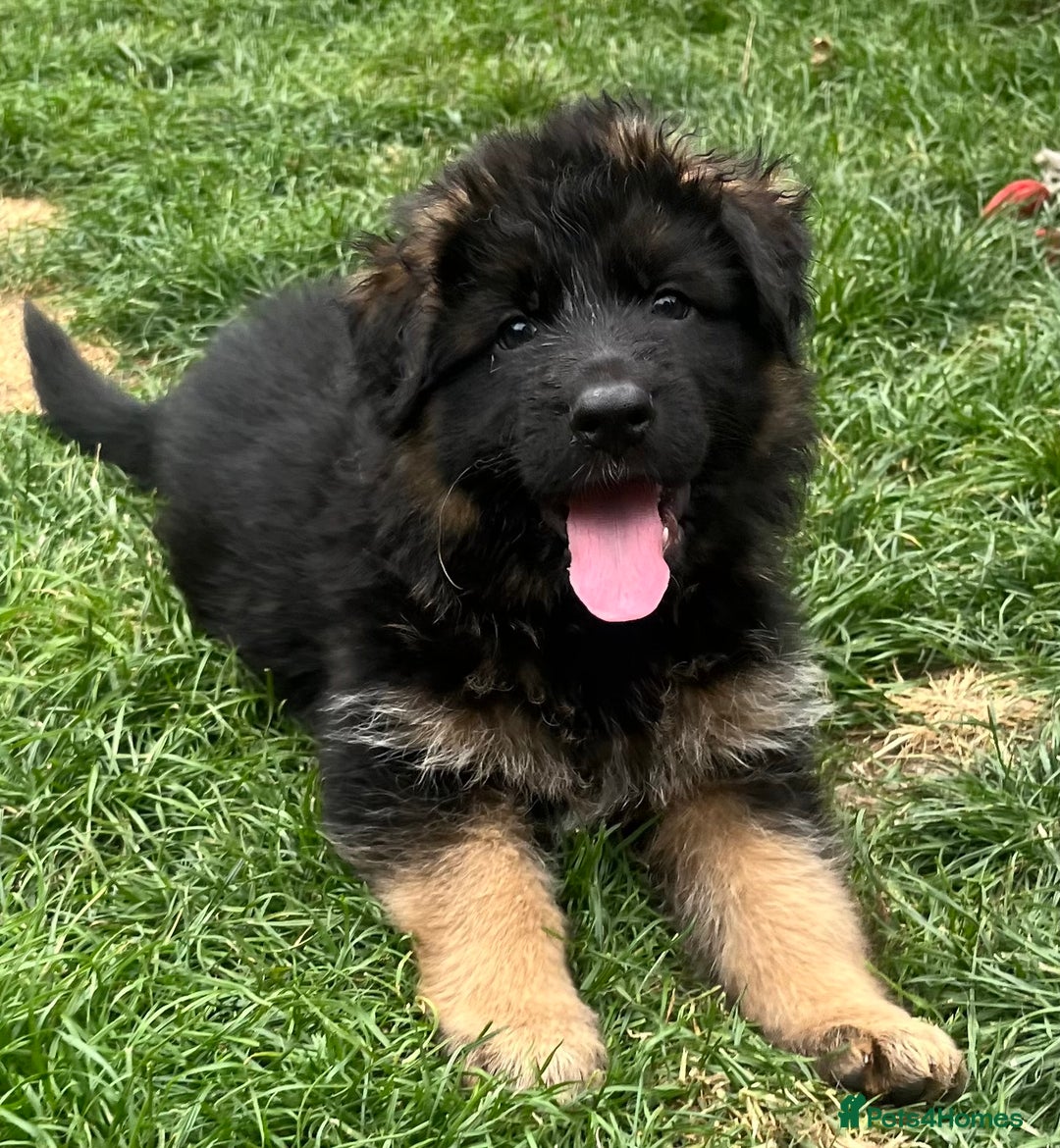 German Shepherd dogs for sale: Top Quality GSD puppies available  - Image 14