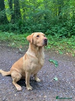 Labrador Retriever dogs - Advert 3