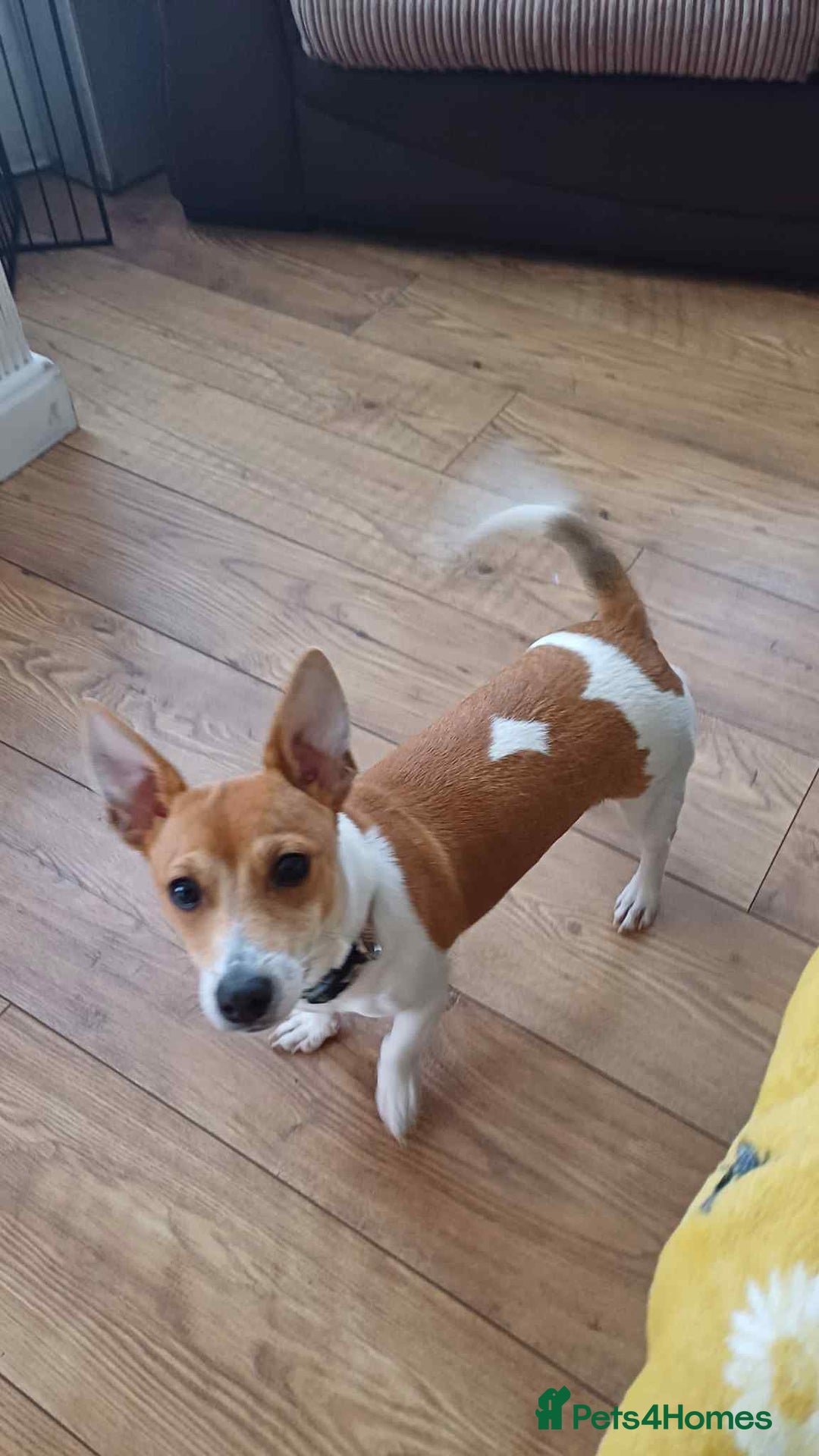 Mixed Breed dogs for sale: 3/4 Jack 1/4 Maltese male puppy available  - Advert 13