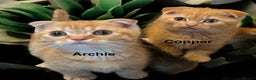 Munchkin cats for sale: Exceptional Quality & Extremely Rare Silver Minuet - Advert 21