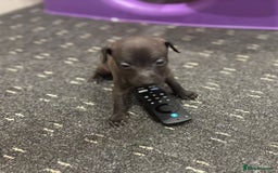 Italian Greyhound dogs for sale: Itlaian greyhound puppy's for sale - Image 4