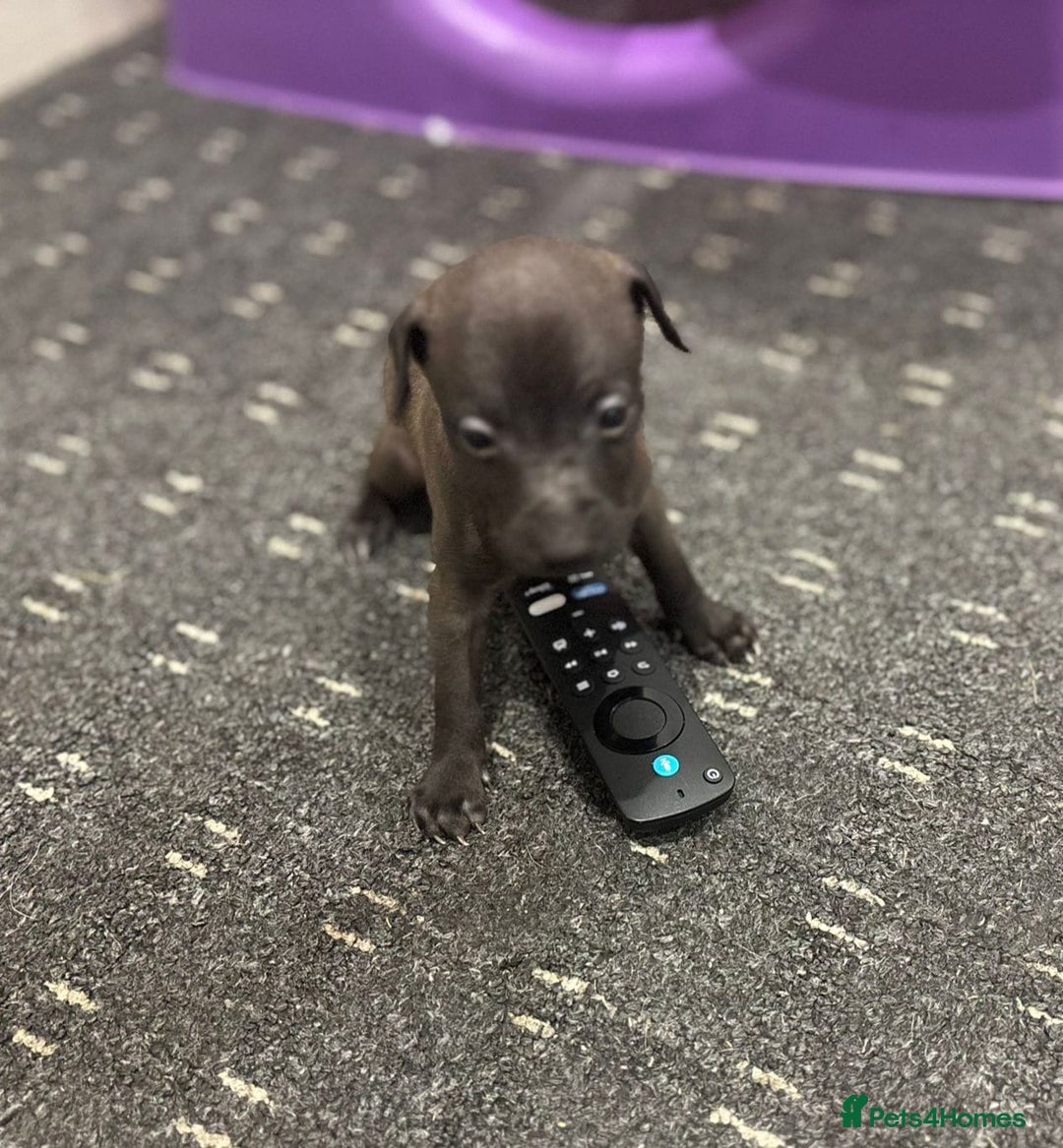 Italian Greyhound dogs for sale: Itlaian greyhound puppy's for sale - Image 4