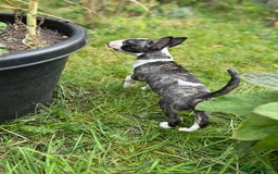 English Bull Terrier dogs for sale: Beautiful English Bull Terrier Puppies - Image 4