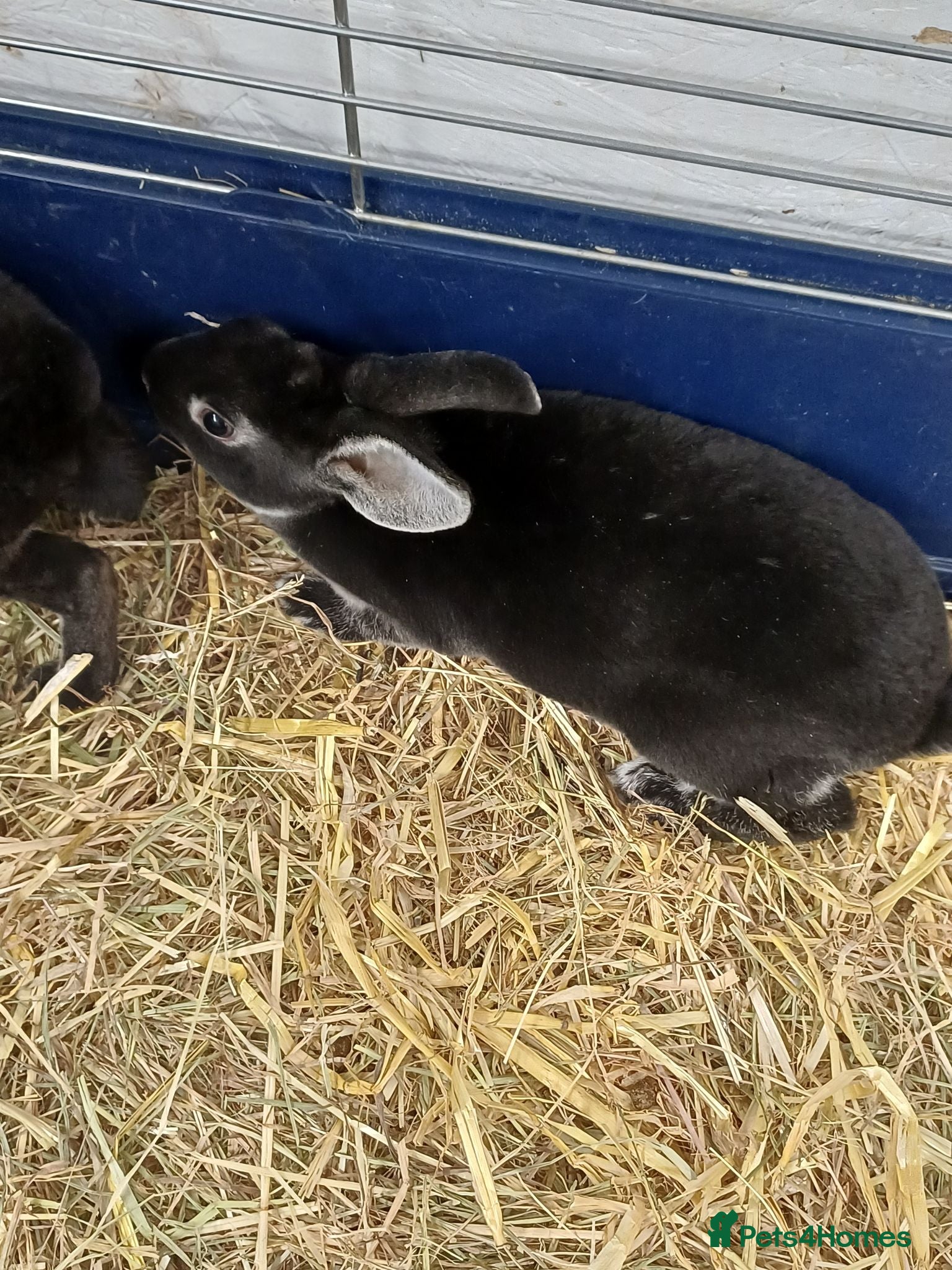 Rex rabbits 9 MINI REX BABY RABBITS FOR SALE  - Advert 1