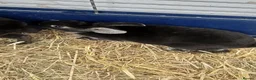 Rex rabbits for sale: 9 MINI REX BABY RABBITS FOR SALE  - Advert 1