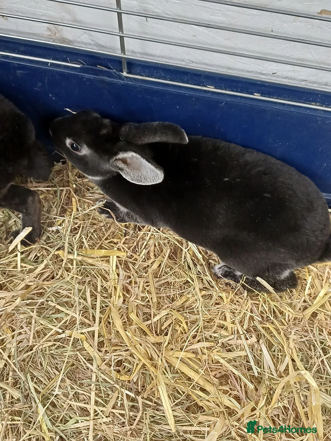 Rex rabbits for sale: 9 MINI REX BABY RABBITS FOR SALE  - Advert 1