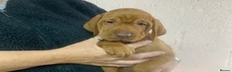 Hungarian Vizsla dogs for sale: Kc reg Hungarian Vizslas - Advert 2
