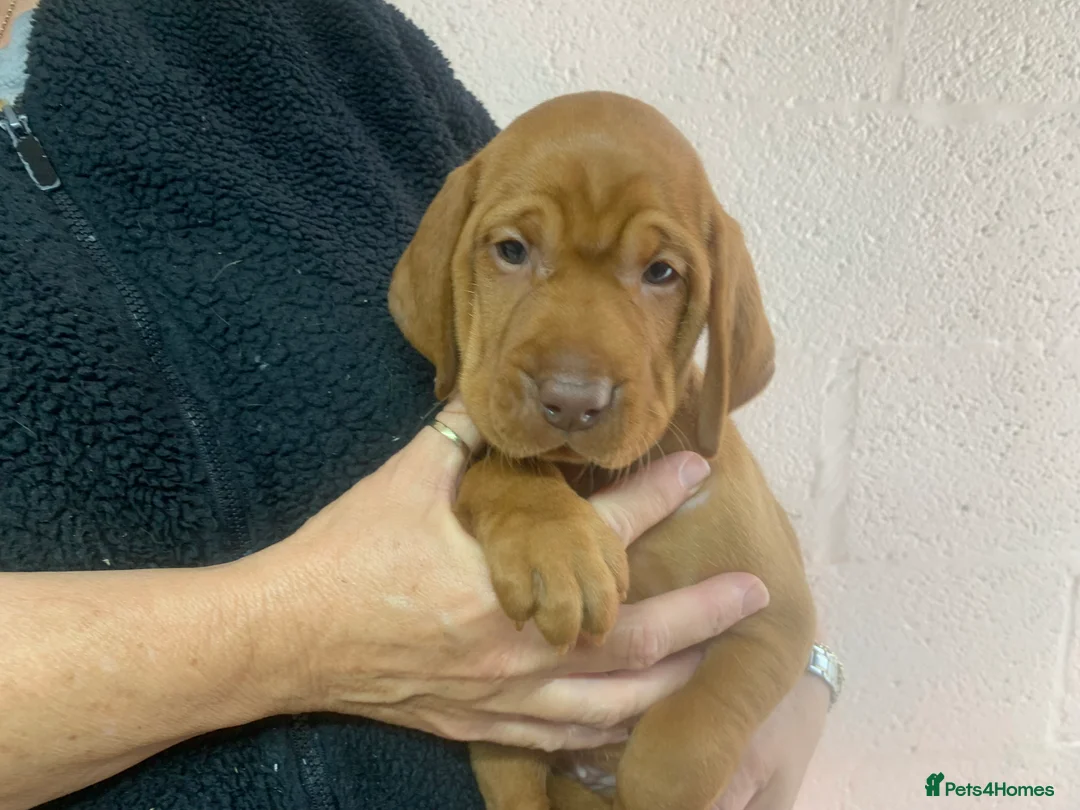 Hungarian Vizsla dogs for sale: Kc reg Hungarian Vizslas - Advert 2