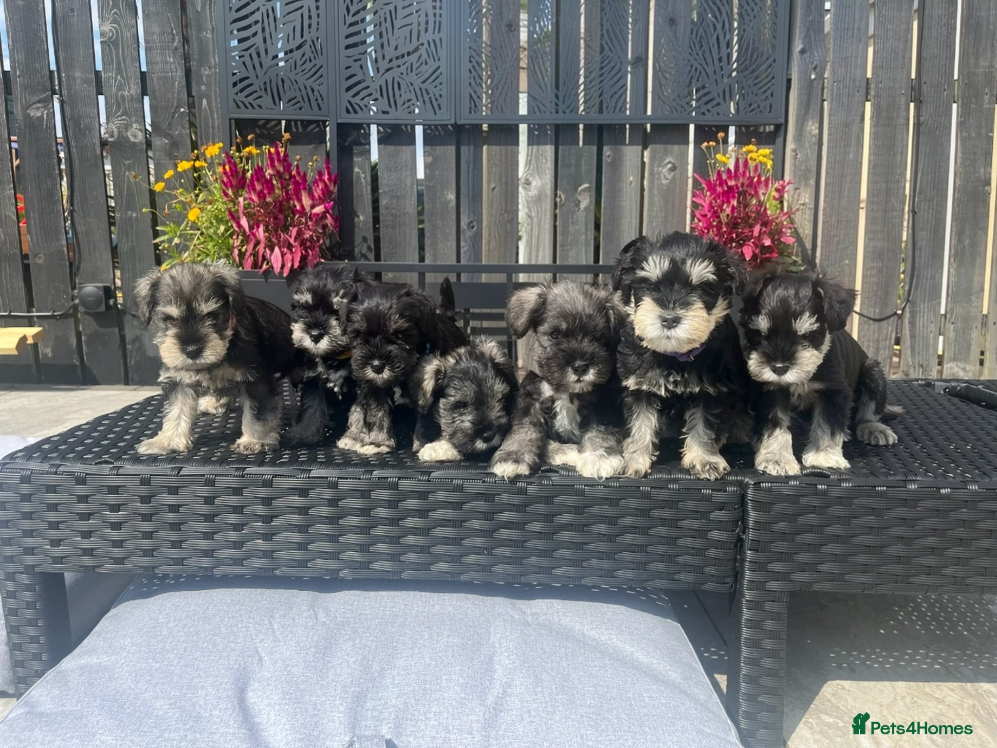 Miniature Schnauzer dogs KC pedigree miniature schnauzers - Advert 1
